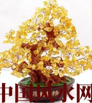 恩施买了招财植物却不能发财，是方位摆错了！